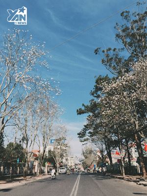 [WeNews] Checkin kẻo muộn, mùa hoa ban trắng phủ kín những con đường Đà Lạt