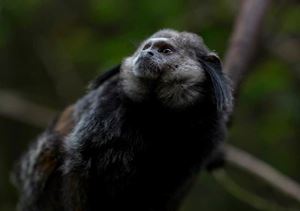 Phát hiện chấn động: Đàn khỉ dùng bè vượt gần 1500km qua Đại Tây Dương để tới Nam Mỹ 34 triệu năm trước - 