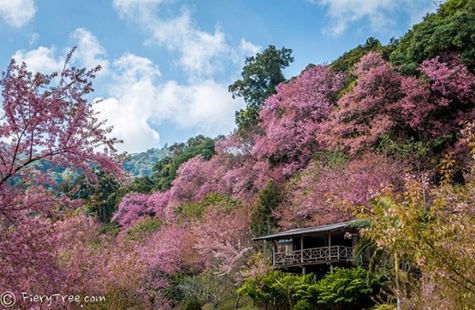 [WeNews] Tết này du lịch Chiangmai, dạo chơi ở thung lũng hoa đào ‘dài vạn dặm’