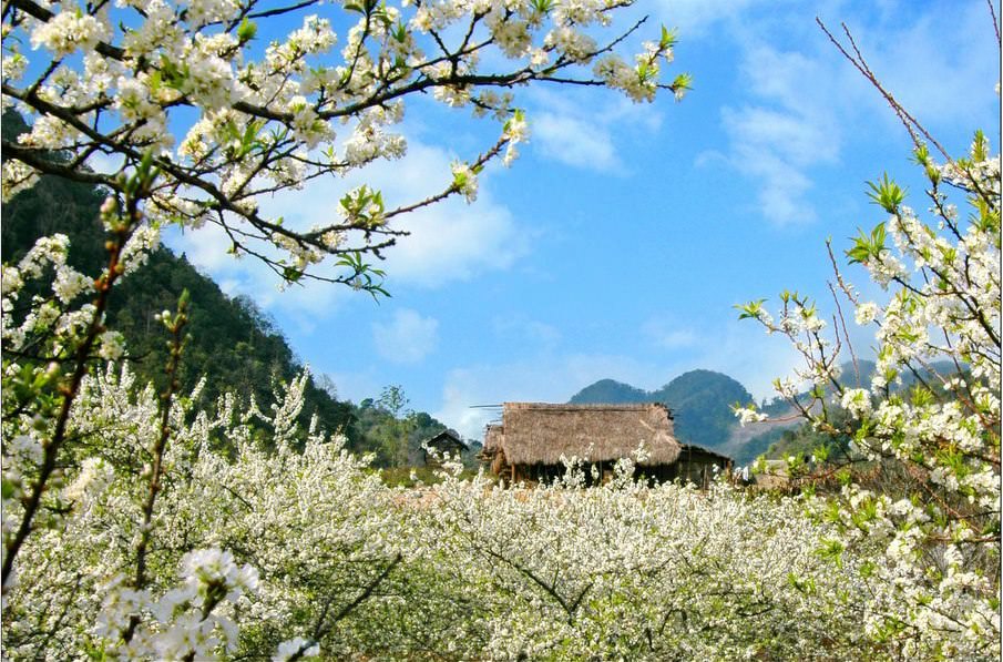 Ba-loai-hoa-khien-ban-muon-dat-chan-den-moc-chau-ngay-mua-xuan-nay-wetrek.vn