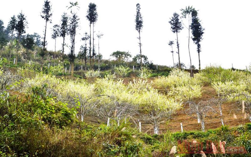 Mùa hoa mận trên cao nguyên trắng Bắc Hà -1