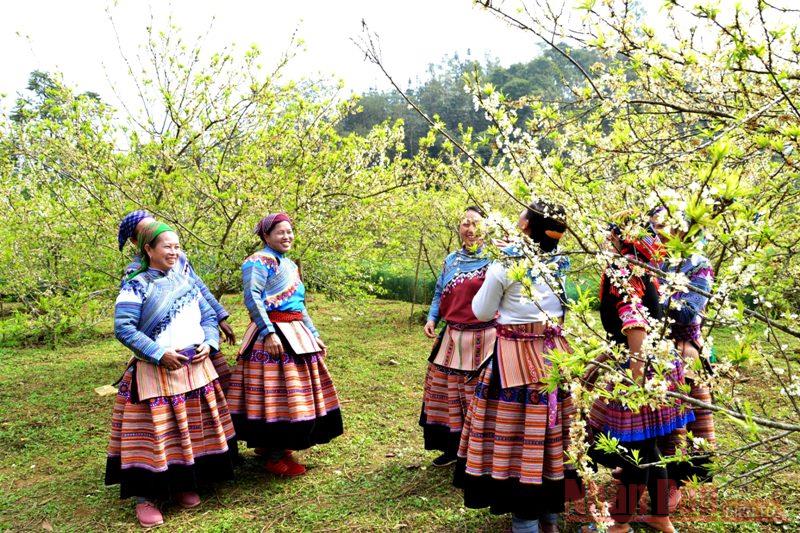 Mùa hoa mận trên cao nguyên trắng Bắc Hà -4