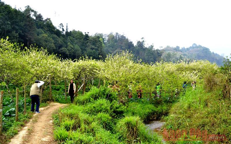 Mùa hoa mận trên cao nguyên trắng Bắc Hà -0