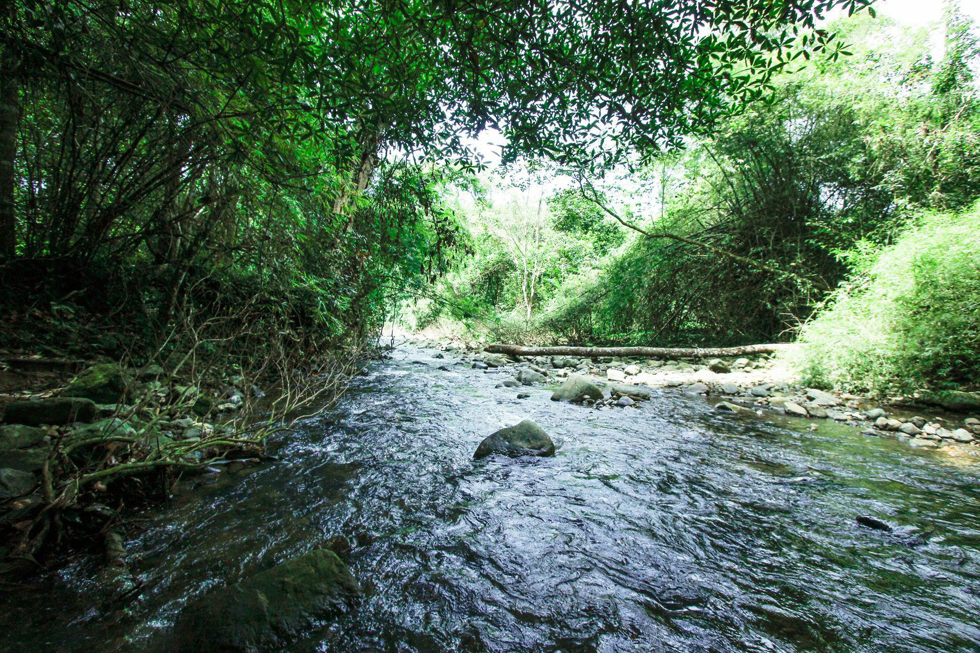 Trekking Tà Năng - Phan Dũng ngày thứ 2 là đi vào rừng tre - trúc