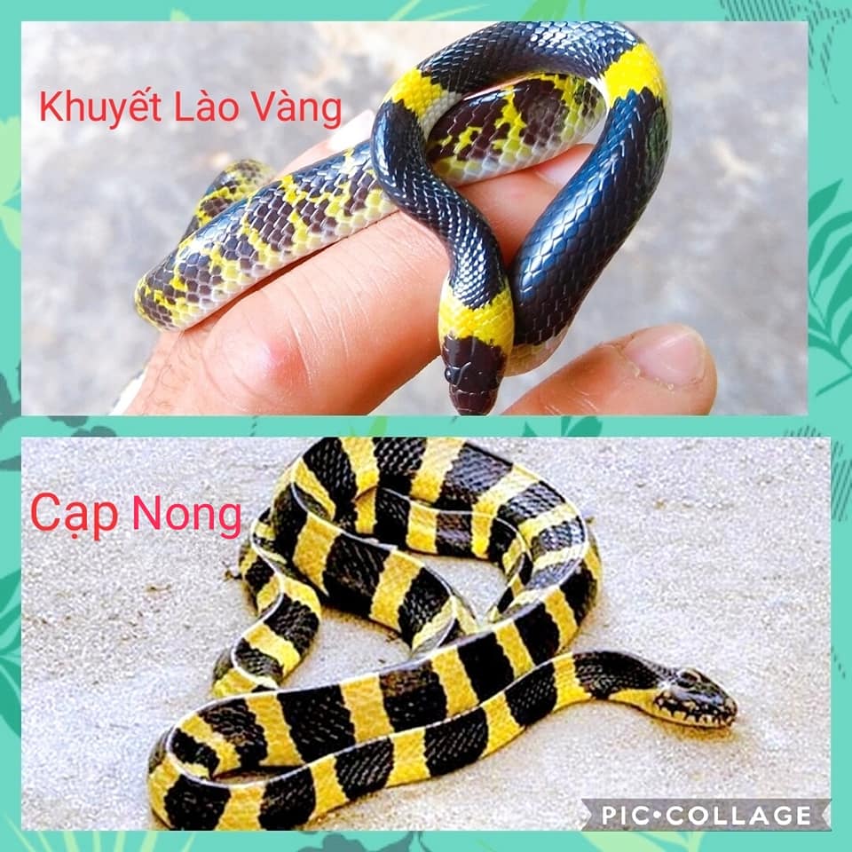 Bàn về thực trạng rắn xuất hiện cả ngày đêm quanh các khu cắm trại