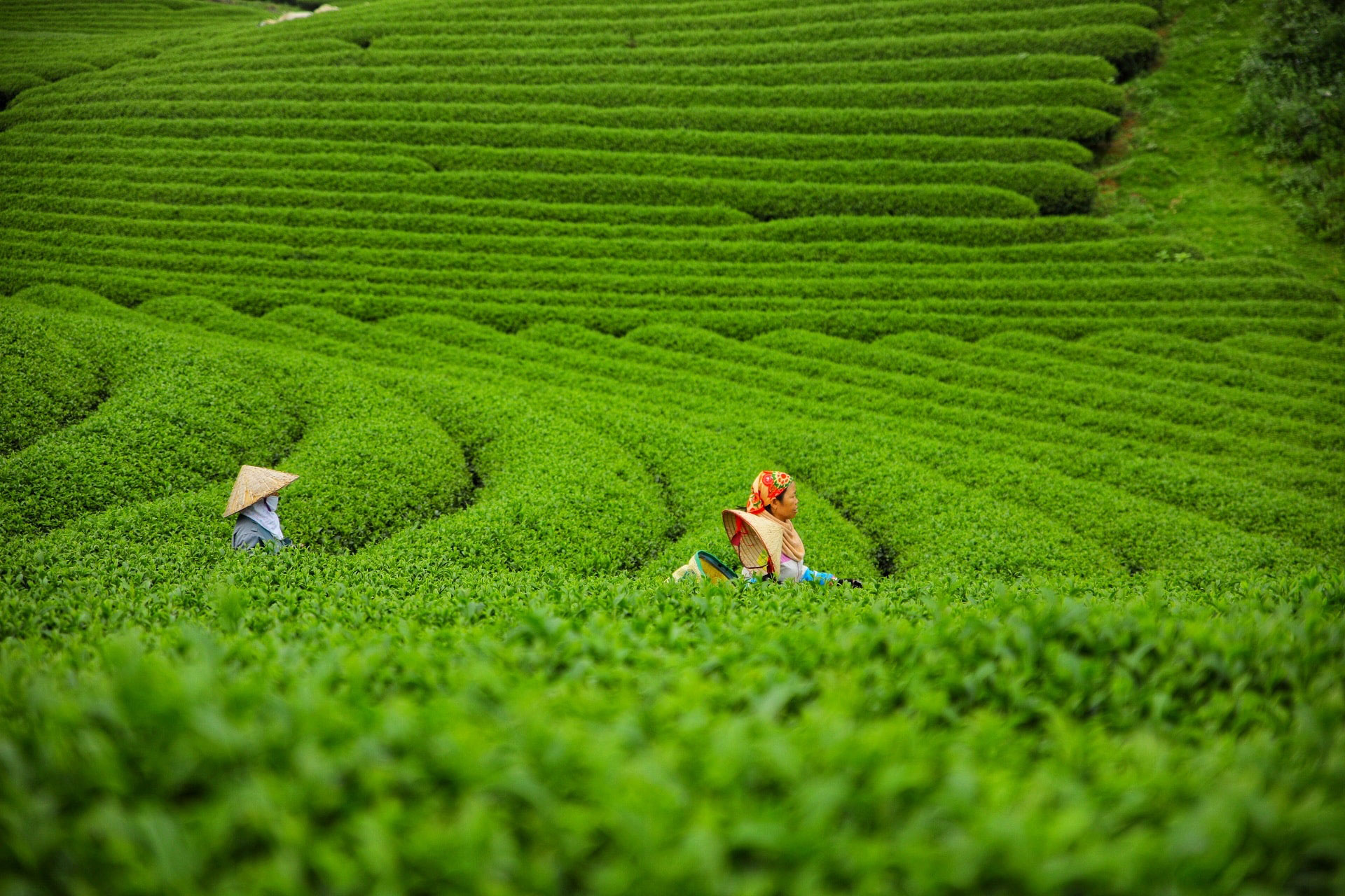 Khoảnh khắc tuyệt vời trên đồi chè Thanh Sơn - Phú Thọ