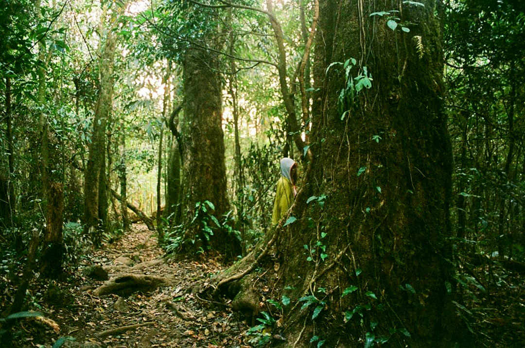 Cây cổ thụ trên đường Trekking Bạch Mộc Lương Tử