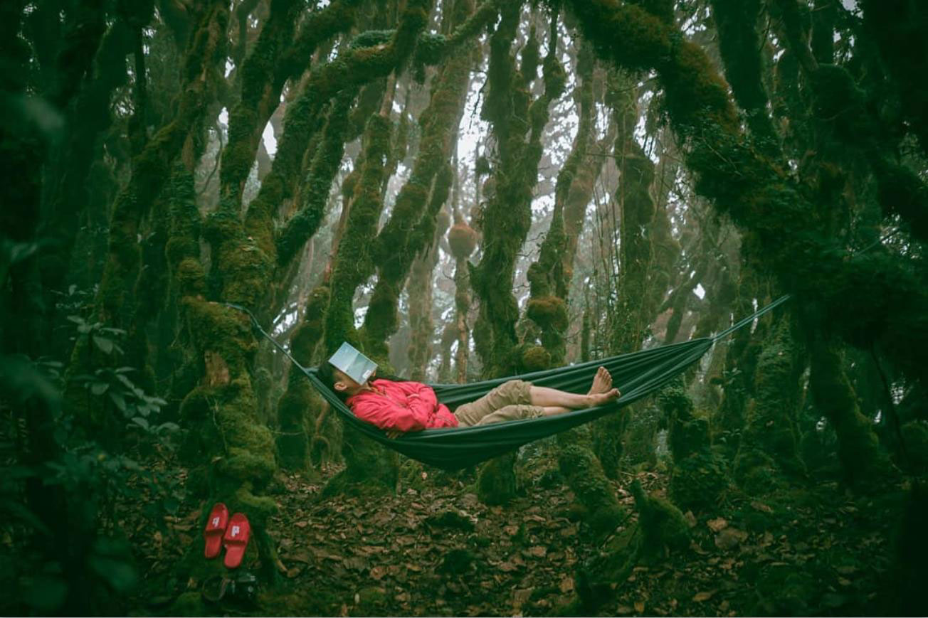 Nghỉ ngơi trong rừng hoa đỗ quyên