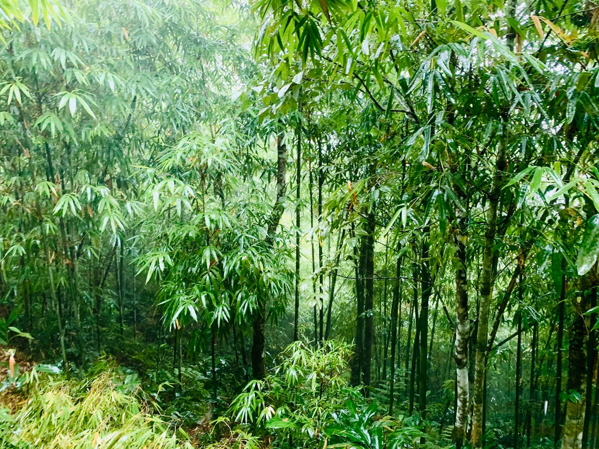 Gặp mưa trong rừng tre