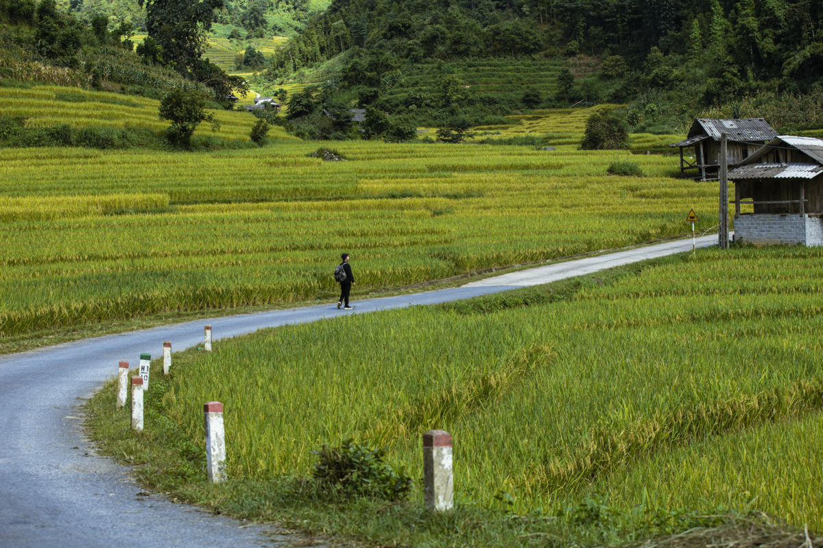 mua-vang-tinh-lang-o-sapa-wetrekvn