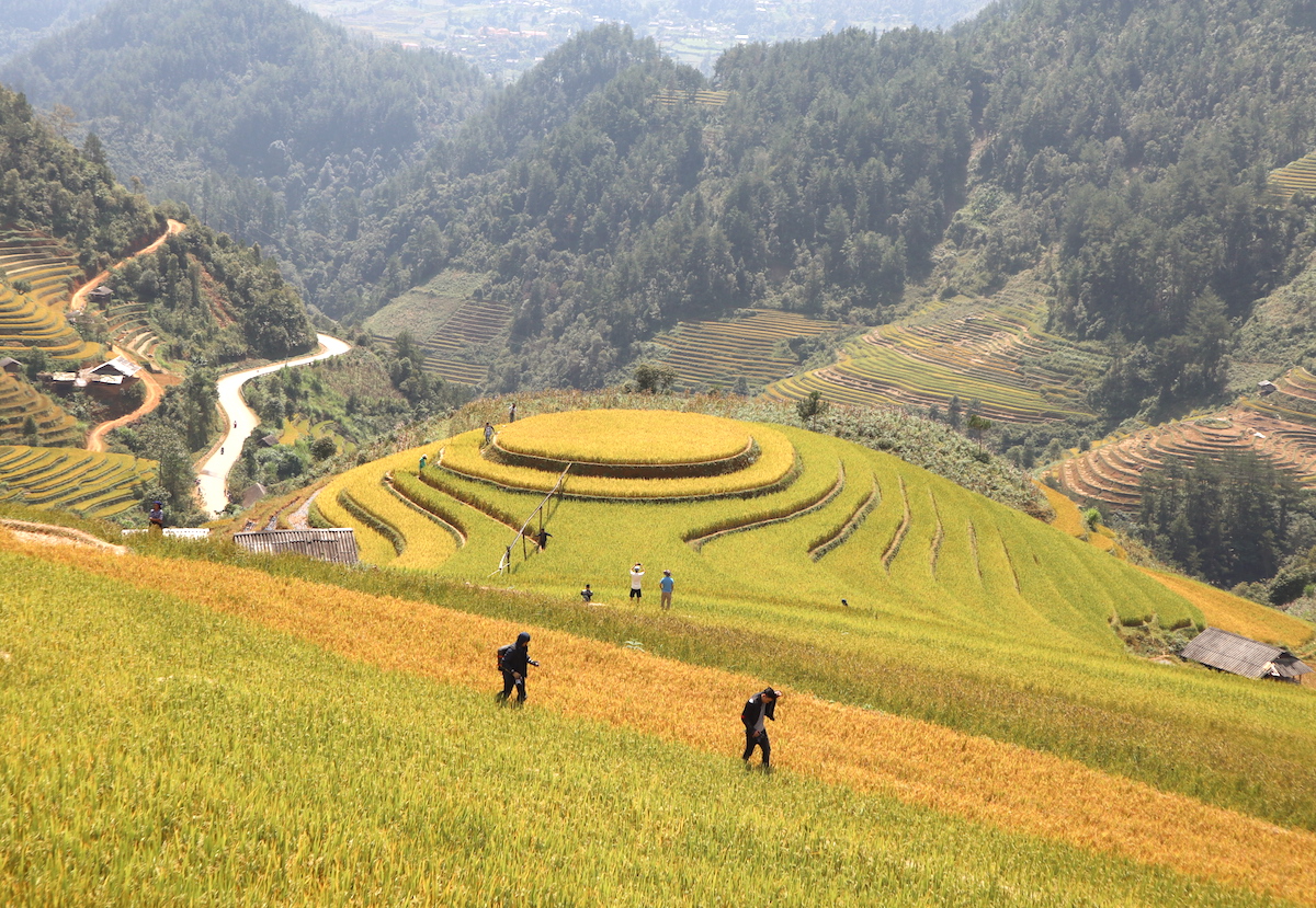 Ruong-bac-thang-mu-cang-chai-dep-hut-hon-mua-lua-chin-wetrekvn