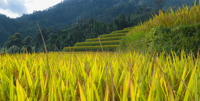 Ruong-bac-thang-dep-nhat-Việt-Nam-o-Hoang-Su-Phi-wetrekvn