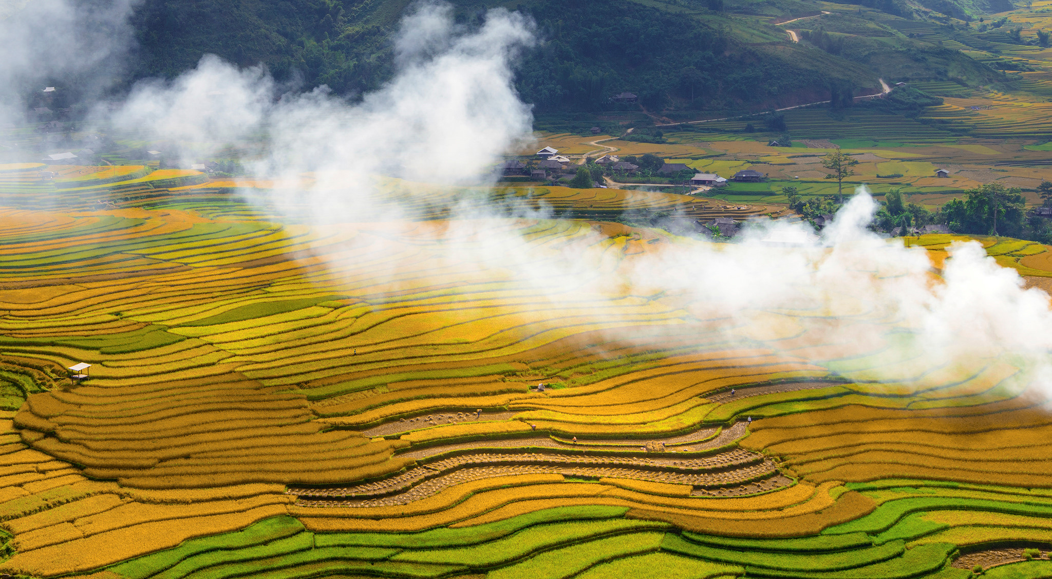 sac-thu-ruc-ro-trong-mua-vang-mu-cang-chai-wetrekvn