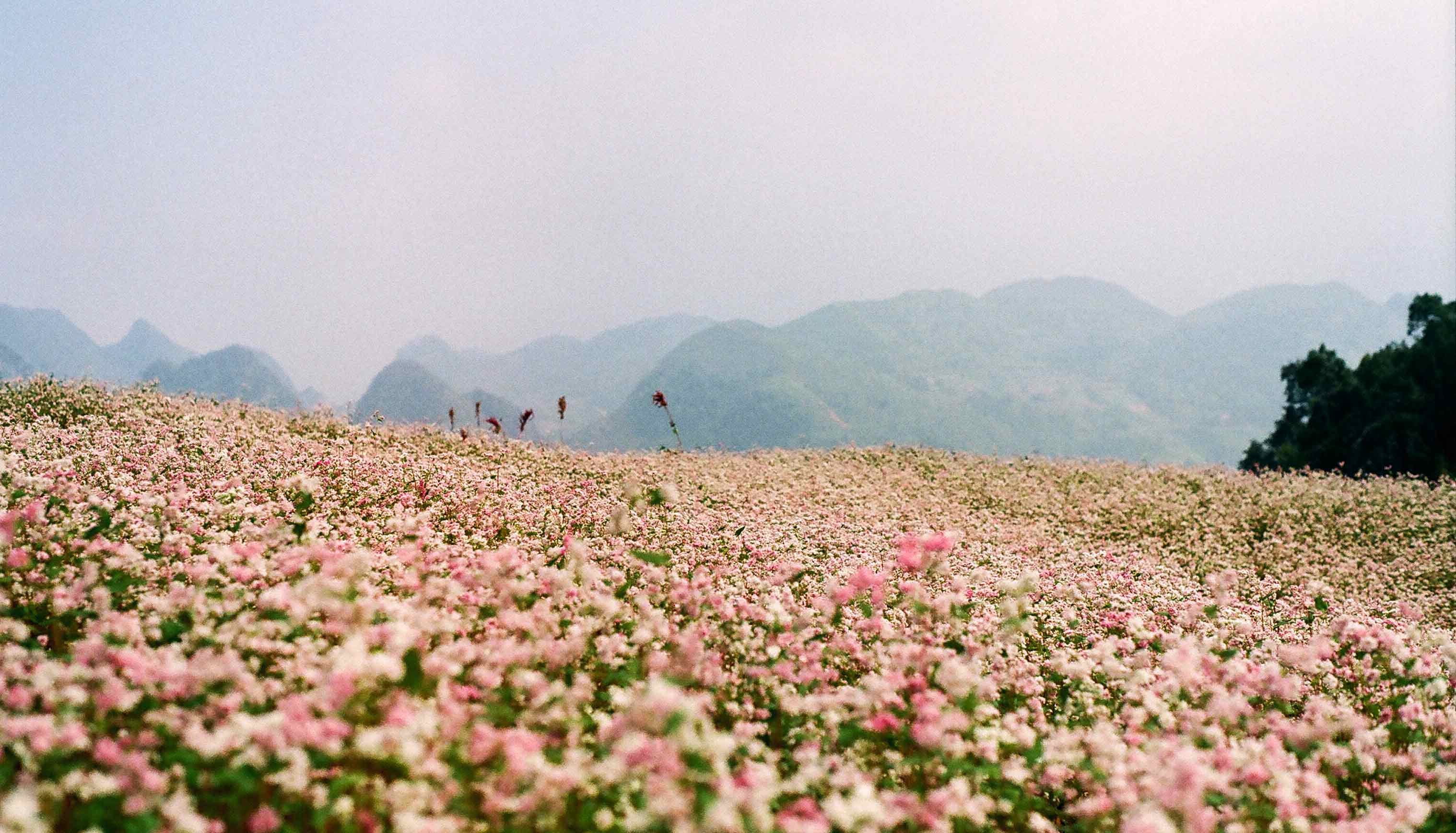 Cung-duong-xuyen-Dong-Tay-Bac-dep-nhat-Viet-Nam.jpg