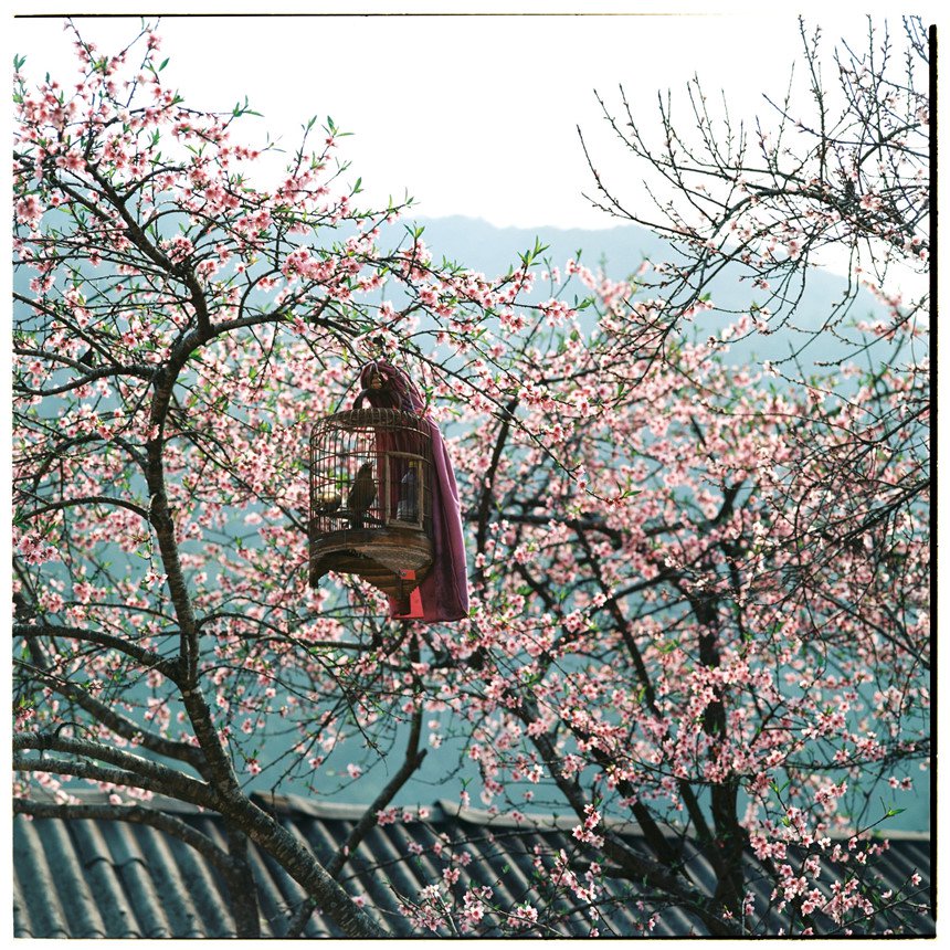 bo-anh-phim-tuyet-dep-ve-cao-nguyen-da-ha-giang-mua-xuan-wetrekvn.jpg