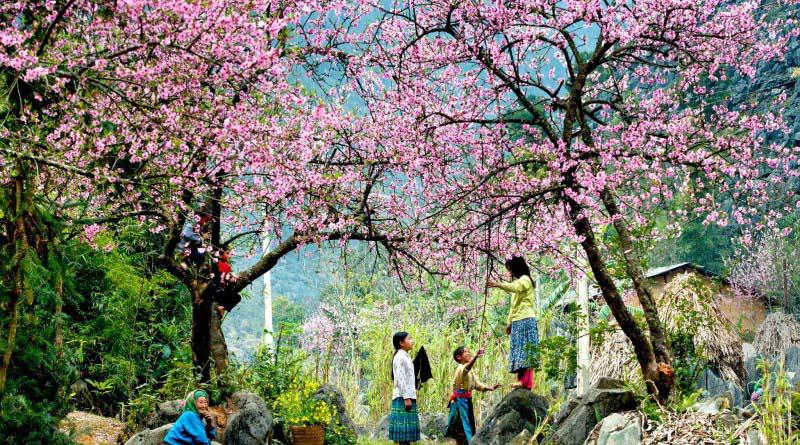 dung-lo-hen-voi-sapa-mua-hoa-dao-no-ro-trong-thang-3-nay-wetrekvn