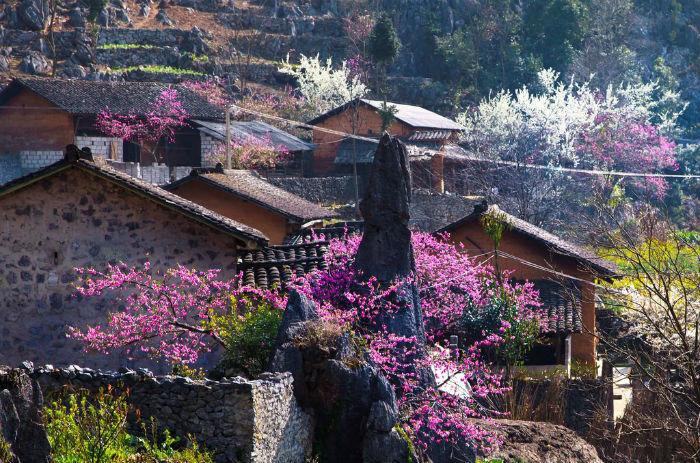 dung-lo-hen-voi-sapa-mua-hoa-dao-no-ro-trong-thang-3-nay-wetrekvn