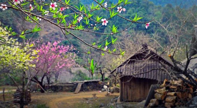 dung-lo-hen-voi-sapa-mua-hoa-dao-no-ro-trong-thang-3-nay-wetrekvn