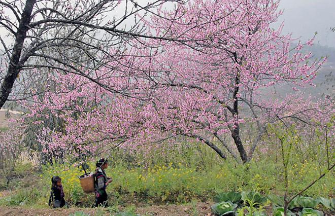 dung-lo-hen-voi-sapa-mua-hoa-dao-no-ro-trong-thang-3-nay-wetrekvn