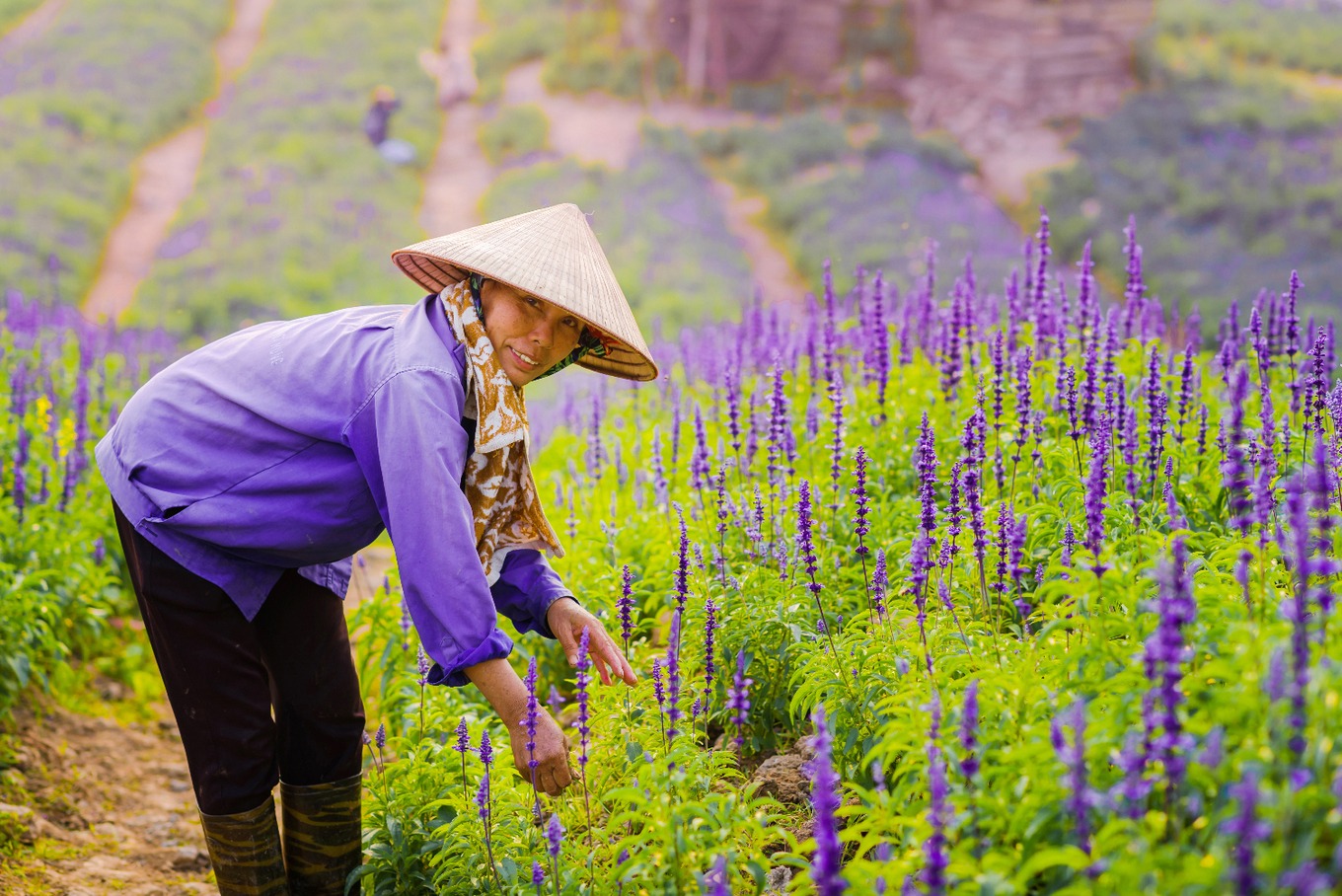 Mục sở thị cánh đồng hoa nữ hoàng xanh lãng mạn ngoại thành Hà Nội7