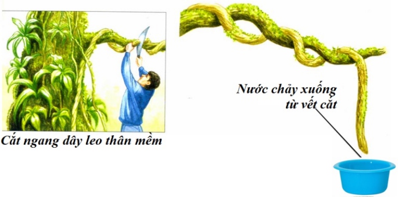[WeTrekology]Cùng ôn luyện những kỹ năng sinh tồn trong rừng khi bị lạc và tất tần tật những điều bạn nắm rõ22