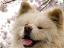 [WeNews] Wasao, chú chó nổi tiếng kiêm đại sứ du lịch Nhật Bản qua đời